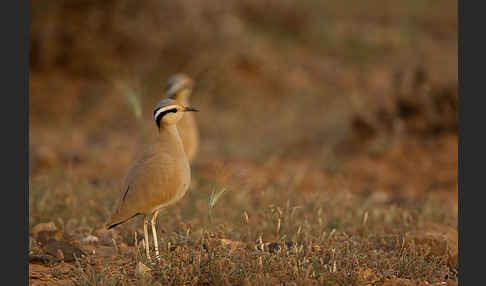 Rennvogel (Cursorius cursor)