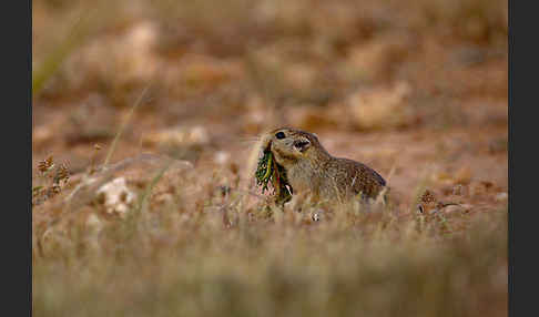 Fette Sandratte (Psammomys obesus)