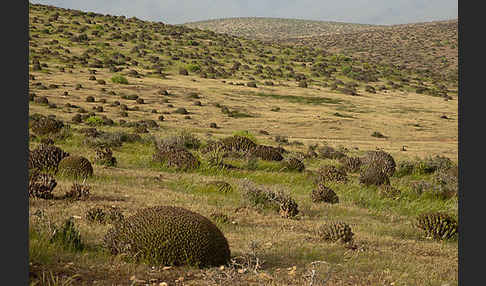 Vierkantige Euphorbie (Euphorbia echinus)