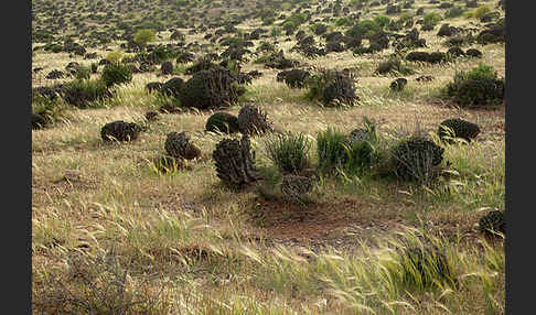 Vierkantige Euphorbie (Euphorbia echinus)