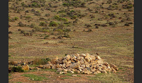 Steinkauz (Athene noctua)