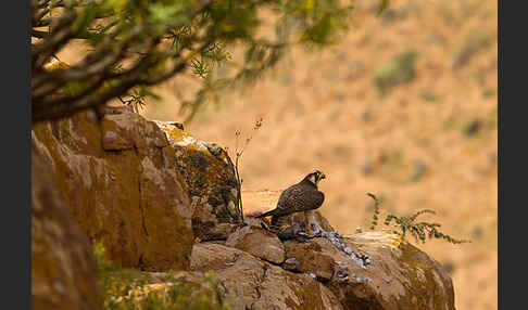 Lannerfalke sspec.1 (Falco biarmicus erlangeri)