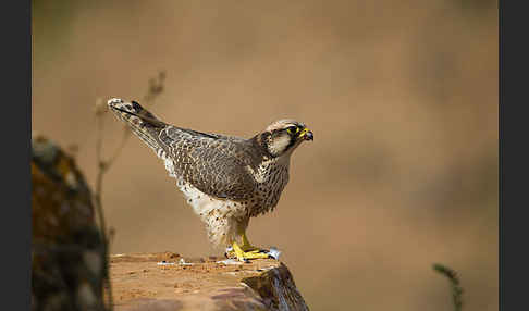 Lannerfalke sspec.1 (Falco biarmicus erlangeri)