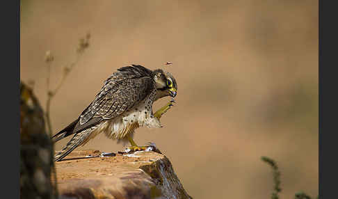 Lannerfalke sspec.1 (Falco biarmicus erlangeri)