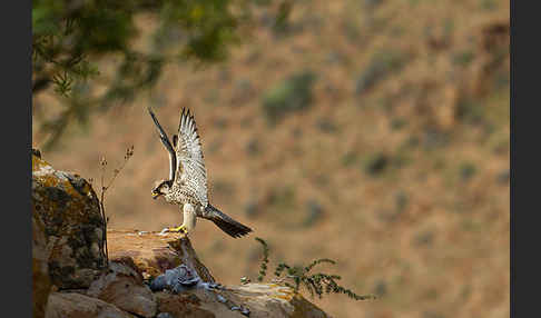 Lannerfalke sspec.1 (Falco biarmicus erlangeri)