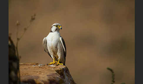 Lannerfalke sspec.1 (Falco biarmicus erlangeri)