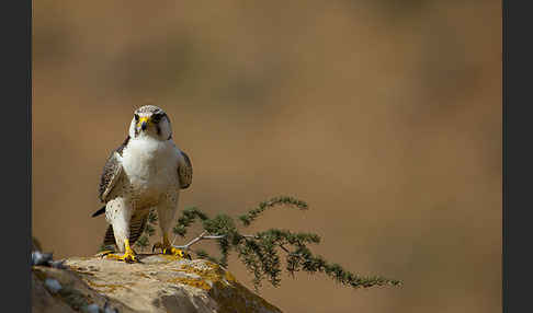 Lannerfalke sspec.1 (Falco biarmicus erlangeri)