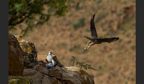 Lannerfalke sspec.1 (Falco biarmicus erlangeri)