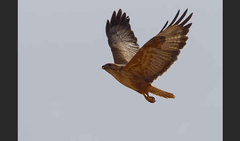 Adlerbussard (Buteo rufinus)