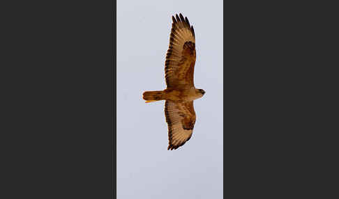 Adlerbussard (Buteo rufinus)