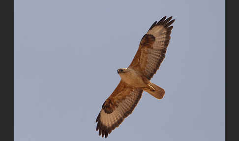 Adlerbussard (Buteo rufinus)