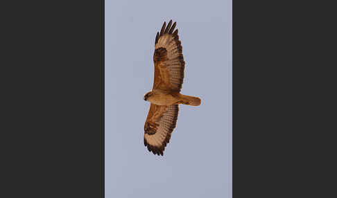 Adlerbussard (Buteo rufinus)