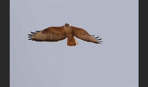 Adlerbussard (Buteo rufinus)