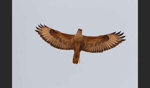 Adlerbussard (Buteo rufinus)