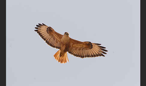 Adlerbussard (Buteo rufinus)