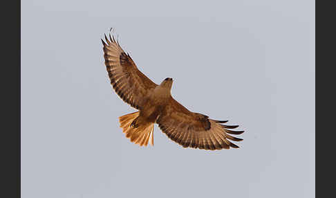 Adlerbussard (Buteo rufinus)