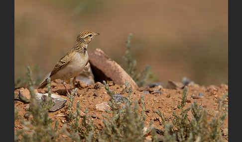 Kurzzehenlerche (Calandrella brachydactyla)