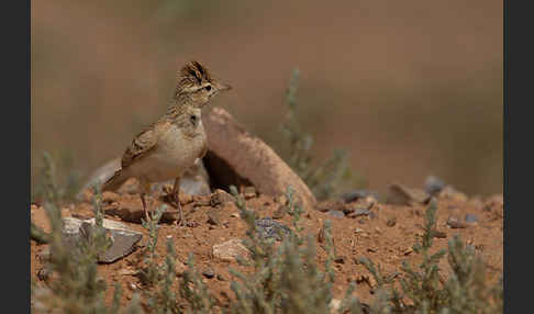 Kurzzehenlerche (Calandrella brachydactyla)