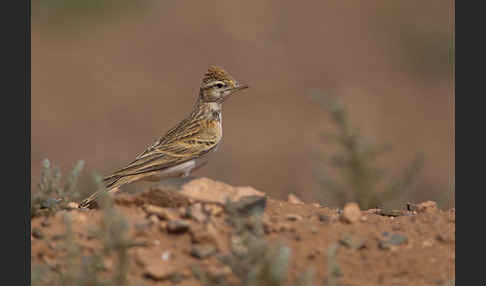 Kurzzehenlerche (Calandrella brachydactyla)