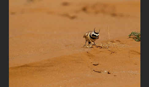 Saharaohrenlerche (Eremophila bilopha)
