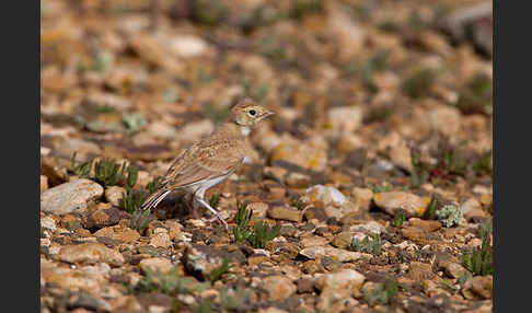 Saharaohrenlerche (Eremophila bilopha)