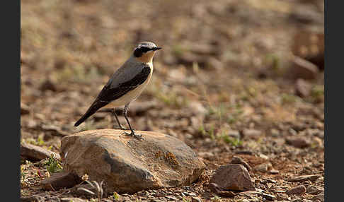 Steinschmätzer (Oenanthe oenanthe)