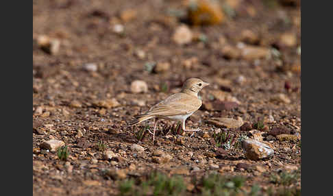 Sandlerche (Ammomanes cincturus)