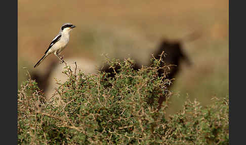 Raubwürger (Lanius excubitor koenigi)