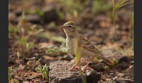 Kurzzehenlerche (Calandrella brachydactyla)