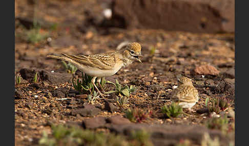 Kurzzehenlerche (Calandrella brachydactyla)