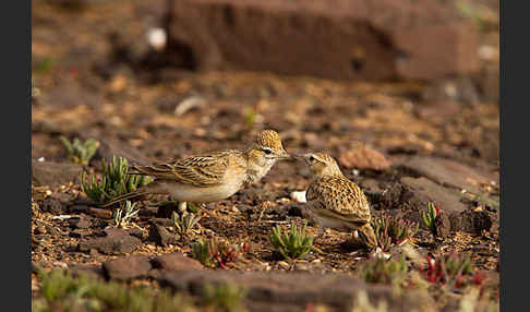 Kurzzehenlerche (Calandrella brachydactyla)