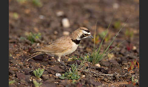 Saharaohrenlerche (Eremophila bilopha)