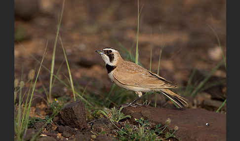 Saharaohrenlerche (Eremophila bilopha)