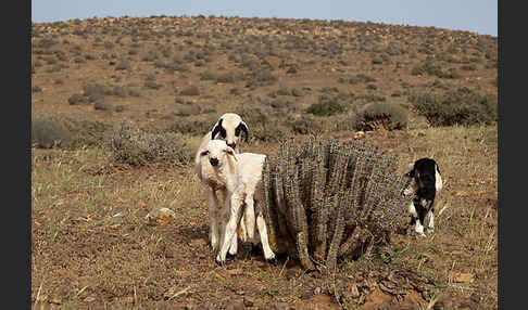 Hausschaf (Ovis gmelini aries)