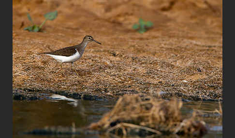 Flußuferläufer (Actitis hypoleucos)