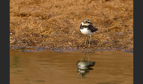 Flußregenpfeifer (Charadrius dubius)