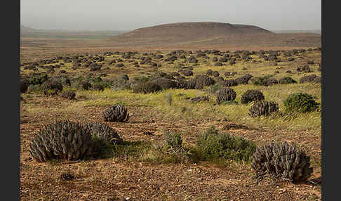 Marokko (Morocco)