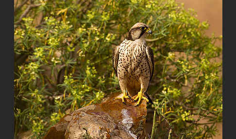 Lannerfalke sspec.1 (Falco biarmicus erlangeri)