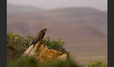 Lannerfalke sspec.1 (Falco biarmicus erlangeri)