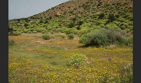 Baum-Wolfsmilch (Euphorbia dendroides)