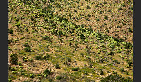 Arganie (Argania spinosa)