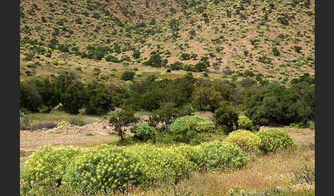 Arganie (Argania spinosa)