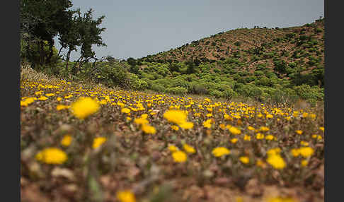 Arganie (Argania spinosa)