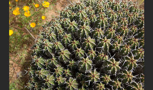 Vierkantige Euphorbie (Euphorbia echinus)