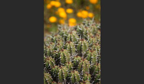 Vierkantige Euphorbie (Euphorbia echinus)