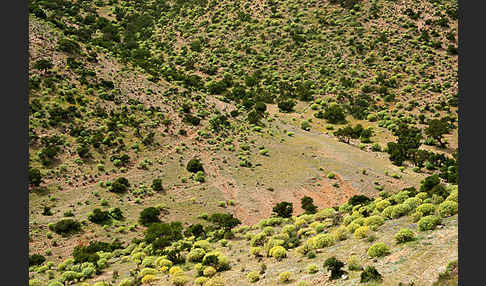 Arganie (Argania spinosa)