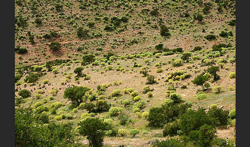 Arganie (Argania spinosa)