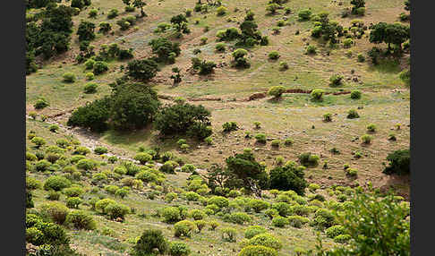 Arganie (Argania spinosa)