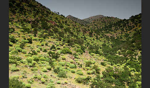 Arganie (Argania spinosa)