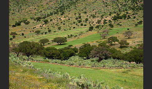 Arganie (Argania spinosa)